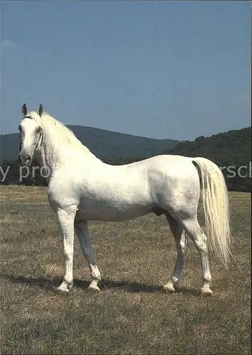 Pferde Narodny zrebcin Topolcianky statny podnik Plemenny lipicansky Kat. Tiere