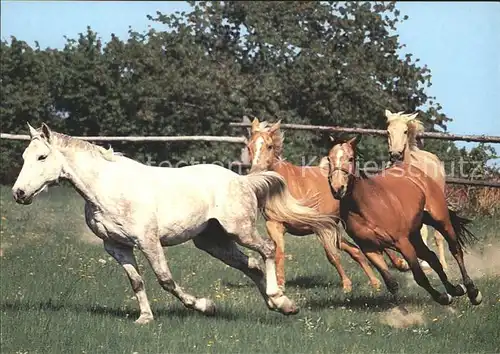 Pferde Farma Bolka Polivky Olsany u Rousinova Kat. Tiere