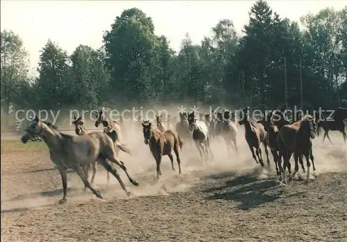 Pferde Konie arabskie w stadninie w Janowie Podlaskim Kat. Tiere