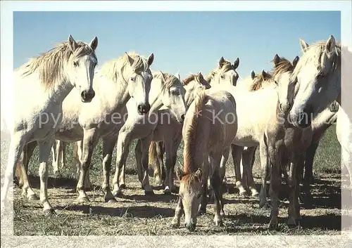 Pferde Camargue Kat. Tiere