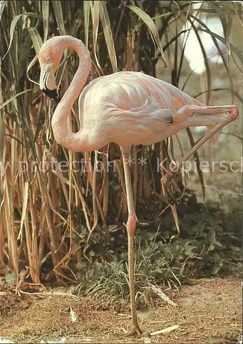Flamingo 125 Jahre Zoo Dresden Kat. Tiere