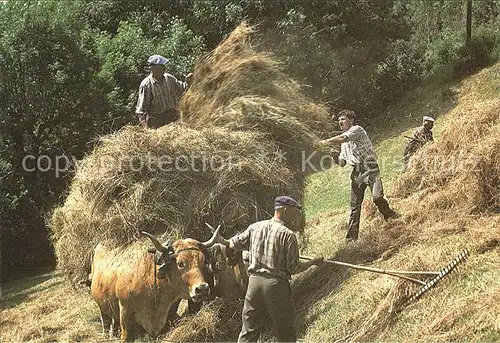 Ernte Landwirtschaft Fenaison Heumahd  Kat. Landwirtschaft