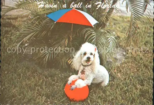Hunde Pudel Ball Schirm Florida  Kat. Tiere