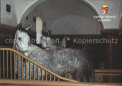 Pferde Starokladrubsky kun Narodni hrebcin Kladruby nad Labem Kat. Tiere