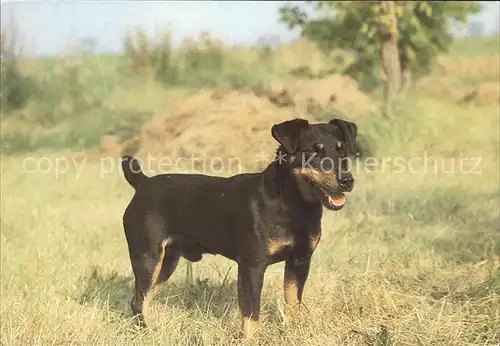 Hunde Deutscher Jagdterrier  Kat. Tiere