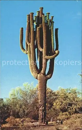 Kakteen Saguard Cactus  Kat. Pflanzen
