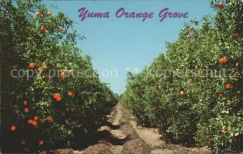 Orangen Oranges Yuma Orange Grove Arizona  Kat. Landwirtschaft