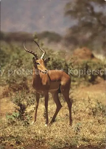 Tiere Impalaantilope Kat. Tiere