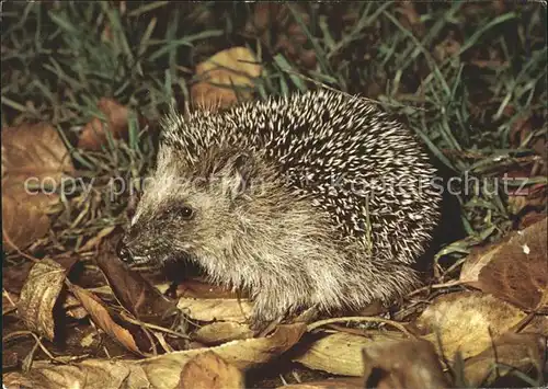 Igel Tiere  Kat. Tiere