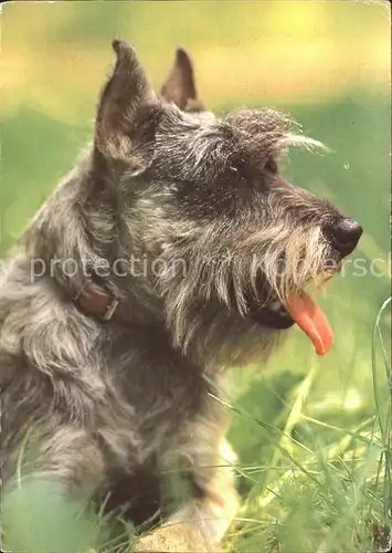 Hunde Mittelschnauzer Kat. Tiere