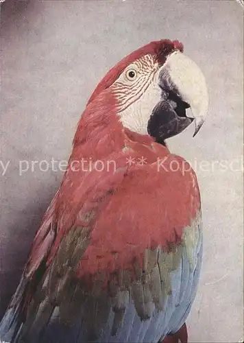 Papagei Gruenfluegel Ara  Kat. Tiere