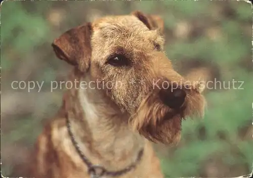 Hunde Irish Terrier  Kat. Tiere