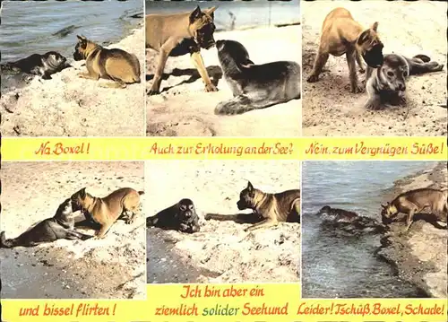 Hunde Boxer Seehund Strand  Kat. Tiere