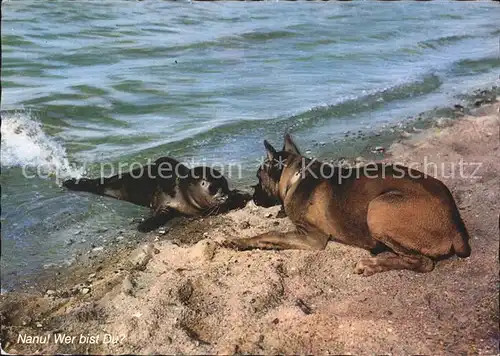 Hunde Boxer Seehund Nordseestrand Kat. Tiere