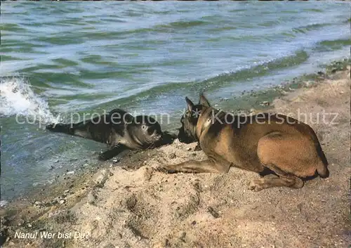 Hunde Boxer Seehund Nordseestrand Kat. Tiere