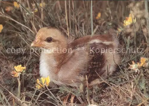 Voegel  Kat. Tiere