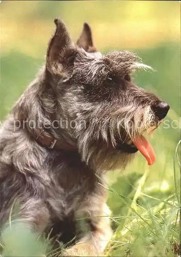 Hunde Mittelschnauzer Kat. Tiere