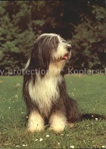 Hunde Bearded Collie Kat. Tiere