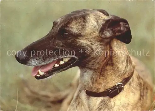 Hunde Greyhound Kat. Tiere