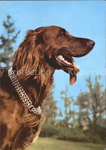 Hunde Irish Setter Kat. Tiere