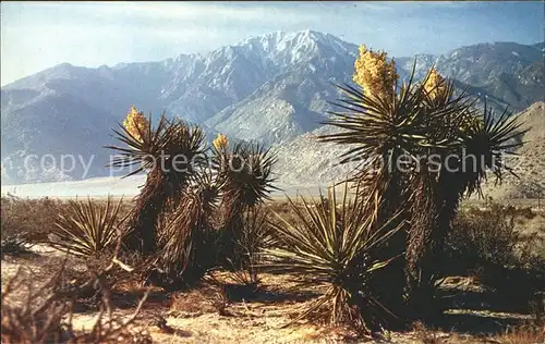 Kakteen Mojave Western Desert Colorado  Kat. Pflanzen