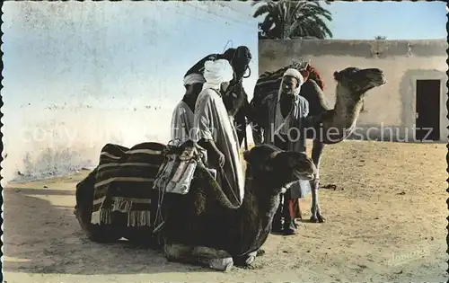 Kamele Bou Saada Chameliers  Kat. Tiere