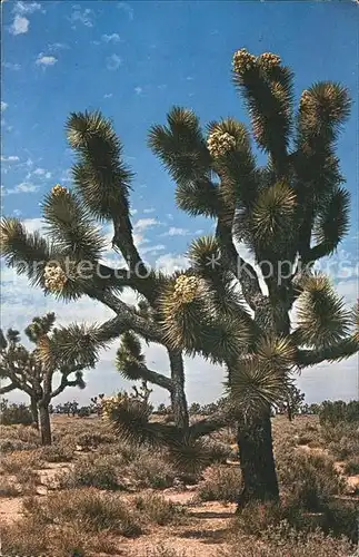 Baeume Trees Joshua Tree Forest  Kat. Pflanzen