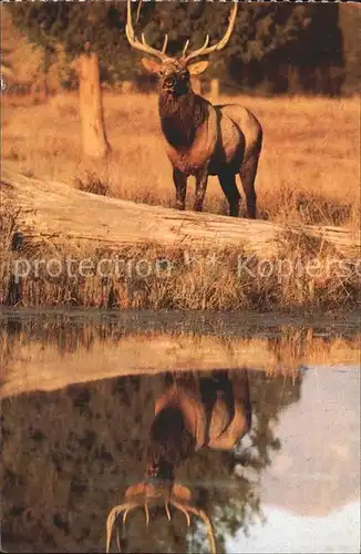 Elch Elk Yellowstone National Park  Kat. Tiere