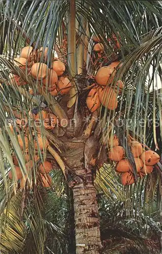 Baeume Trees Coconut Palm Tree Florida  Kat. Pflanzen