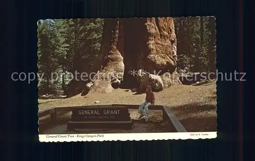 Baeume Trees General Grant Tree Kings Canyon National Park  Kat. Pflanzen