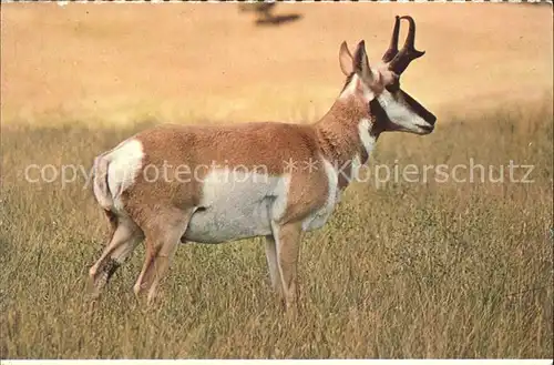 Tiere Pronghorn Antelope  Kat. Tiere
