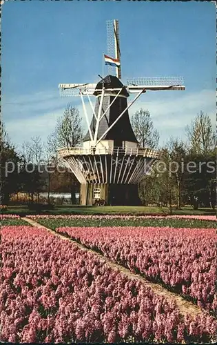Windmuehle Blumen Holland  Kat. Gebaeude und Architektur