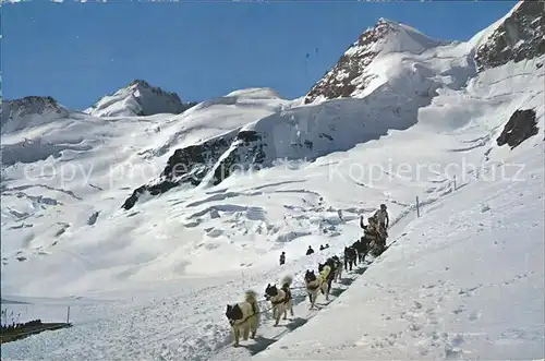 Hunde Polarhunde Gletscherhorn Rottalhorn Jungfraujoch Kat. Tiere