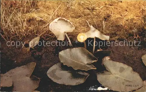 Blumen Pond Lily Alaska Kat. Pflanzen