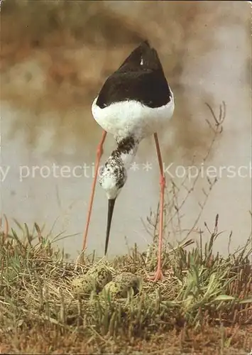 Voegel Stelzenlaeufer Kat. Tiere