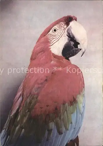 Papagei Gruenfluegel Ara  Kat. Tiere