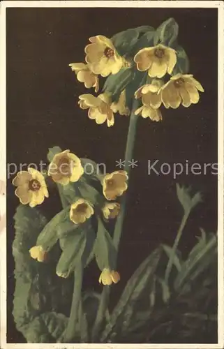 Blumen Himmelsschluessel Primula officinalis  Kat. Pflanzen