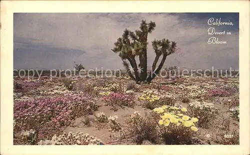 Kakteen Desert in Bloom California  Kat. Pflanzen