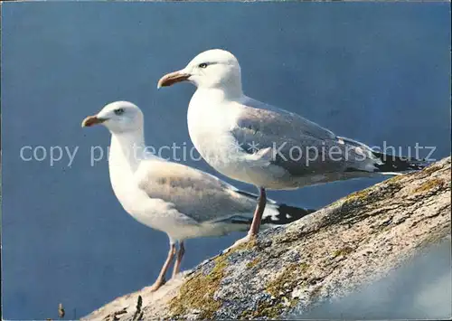 Moewen  Kat. Tiere