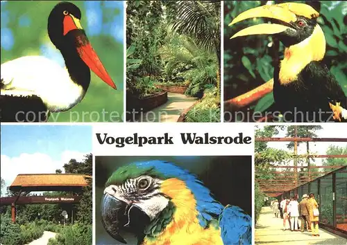 Papagei Vogelpark Walsrode  Kat. Tiere