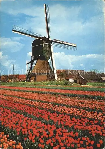 Windmuehle Tulpen Holland  Kat. Gebaeude und Architektur