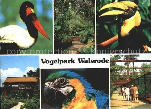 Voegel Papagei Vogelpark Walsrode Kat. Tiere