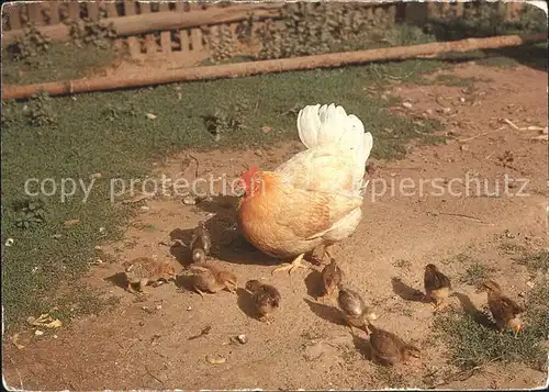 Gefluegel Henne Kueken Ostern  Kat. Tiere