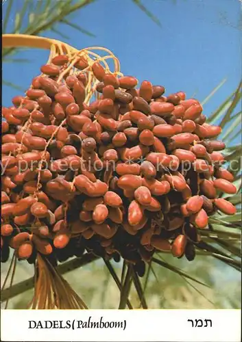 Obst Datteln Dattelpalme Dadels Palmboom  Kat. Lebensmittel