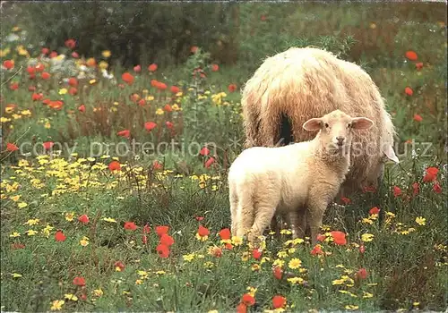 Schafe Lamm Ostern  Kat. Tiere