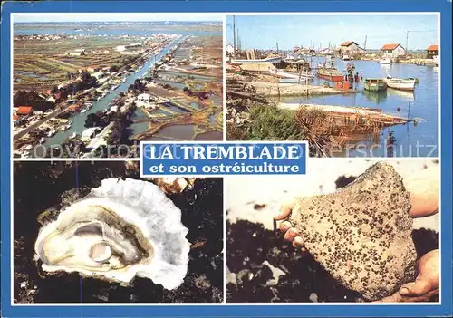 Meerestiere Austern Austernzucht Ostreiculture Huitres La Tremblade  Kat. Tiere