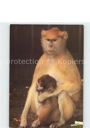 Affen Husarenaffe mit Kind Kat. Tiere