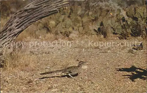 Voegel Roadrunner Wegekuckuck Kat. Tiere