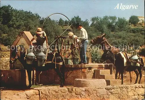 Esel Tiere Algarve Brunnen  Kat. Tiere