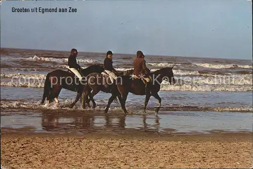 Pferde Reiten Egmond aan Zee  Kat. Tiere